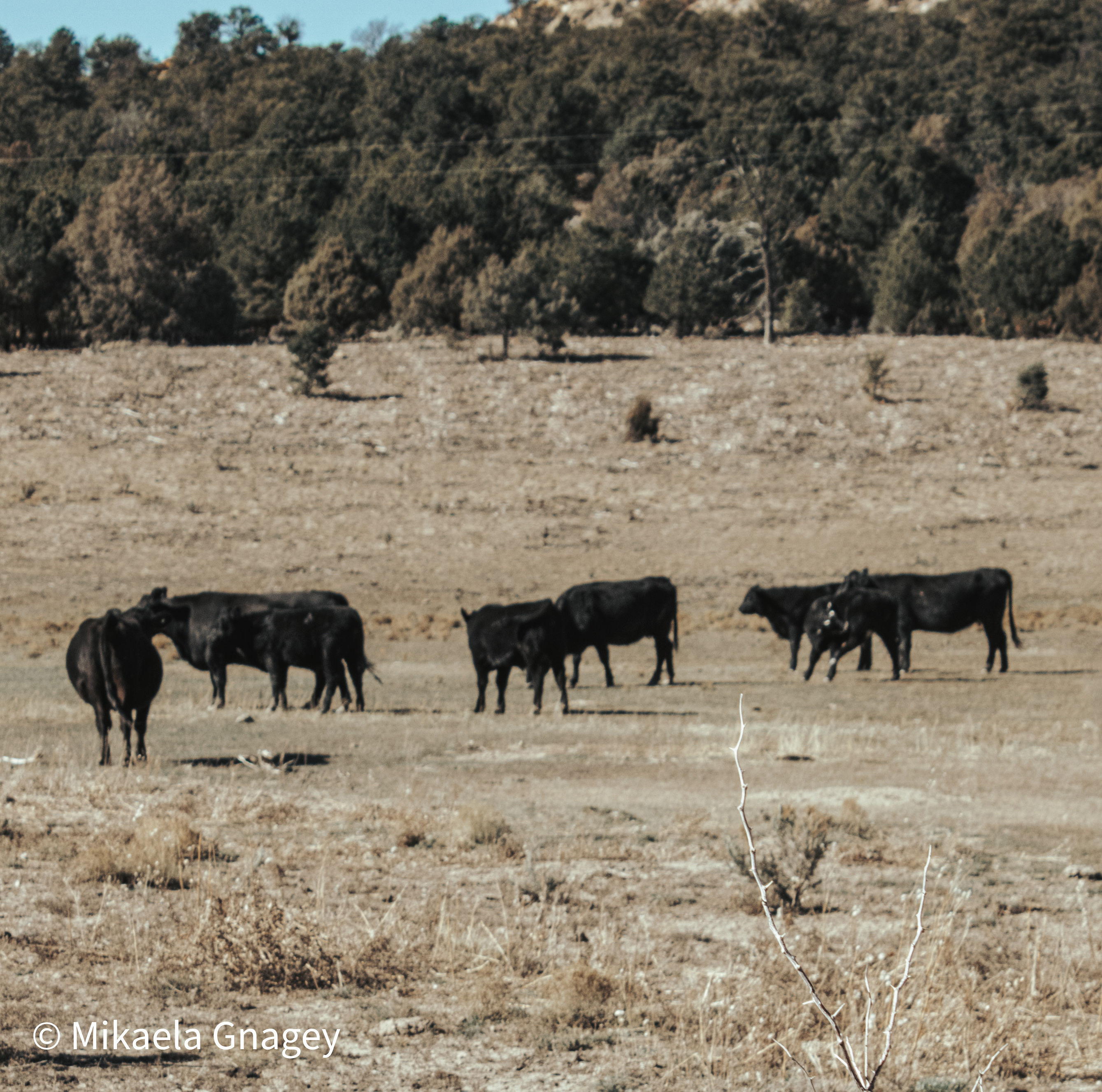 Jacquez Ranch gallery 9