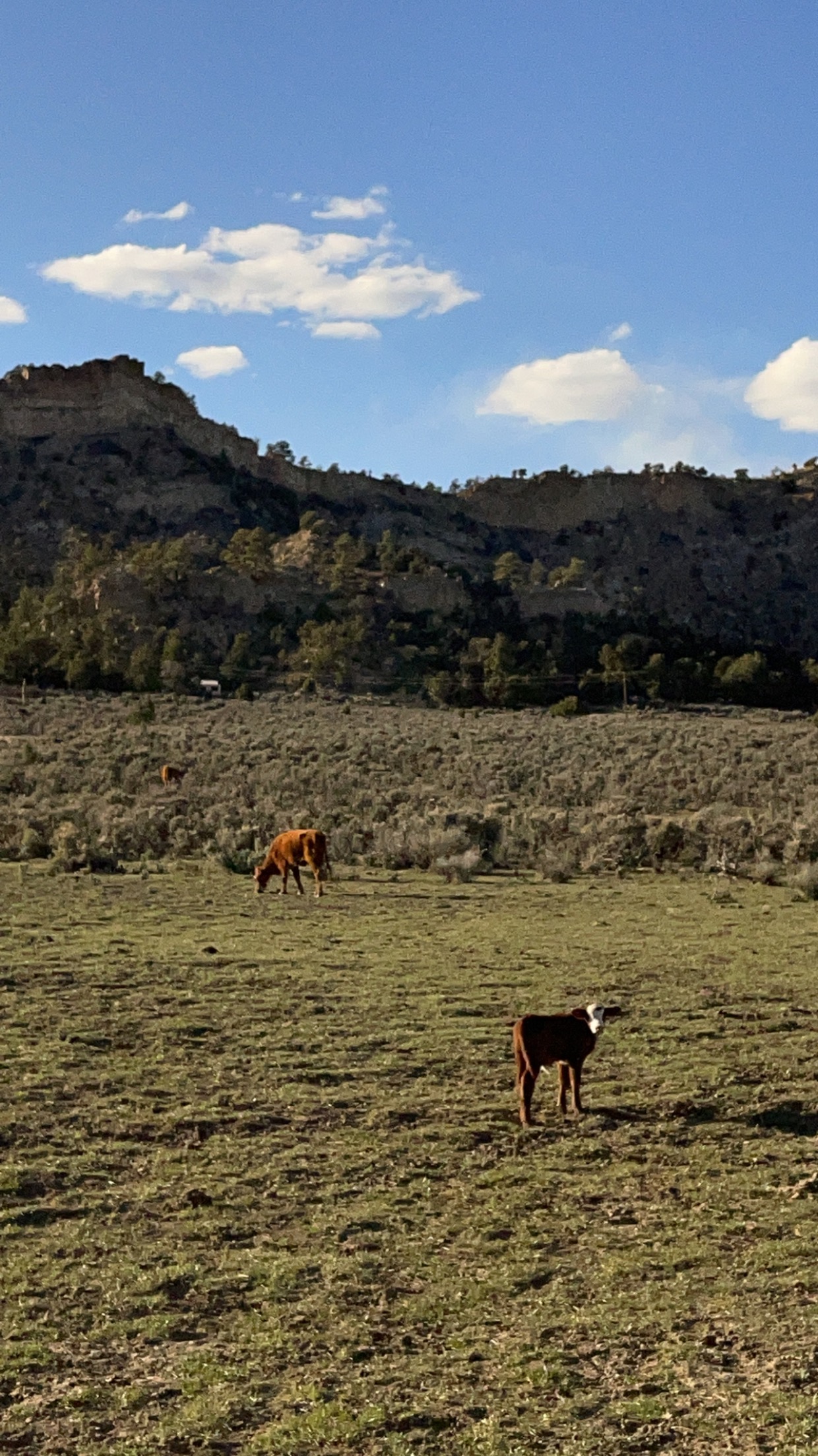 Jacquez Ranch gallery 18