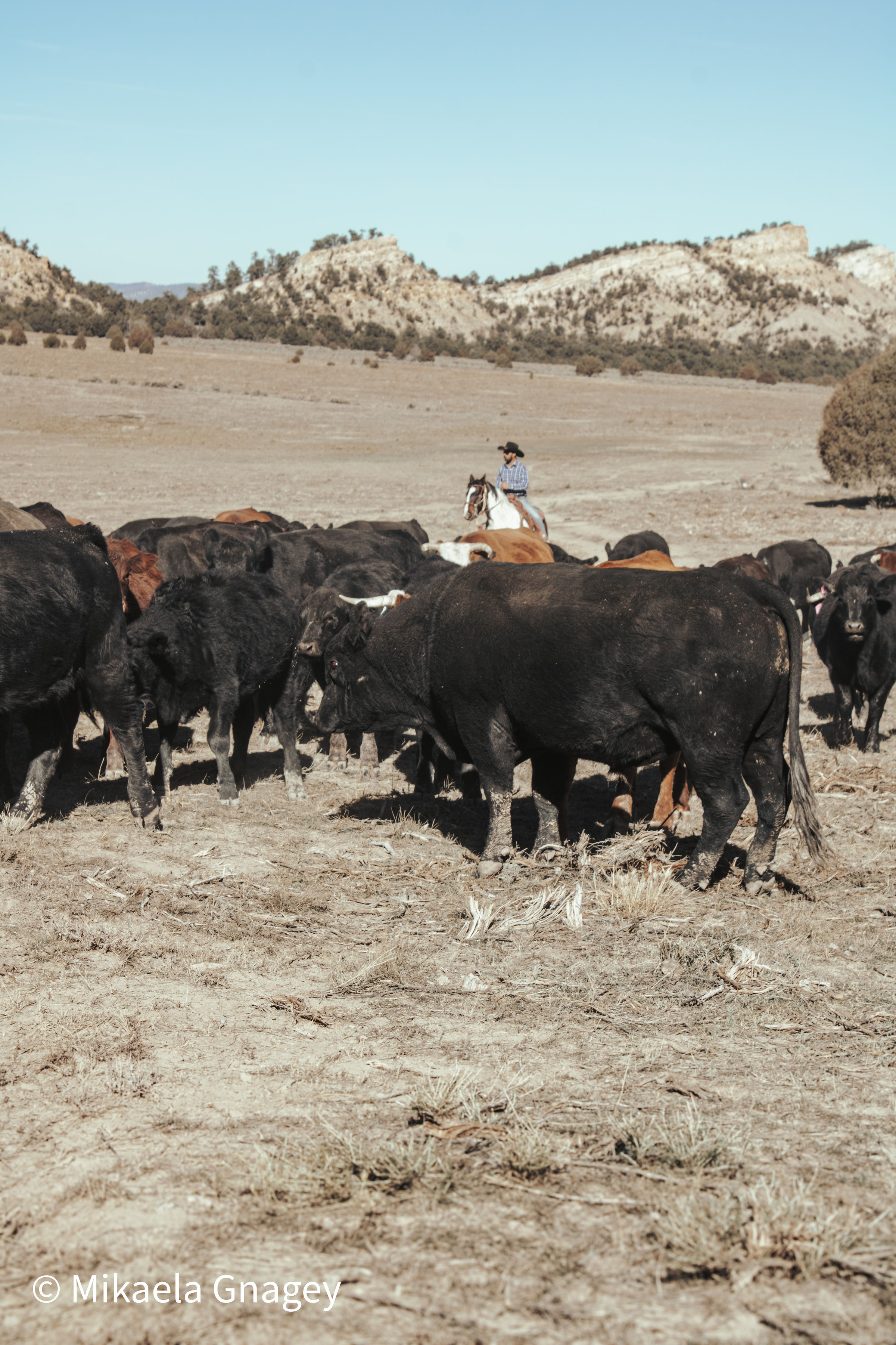 Jacquez Ranch gallery 5