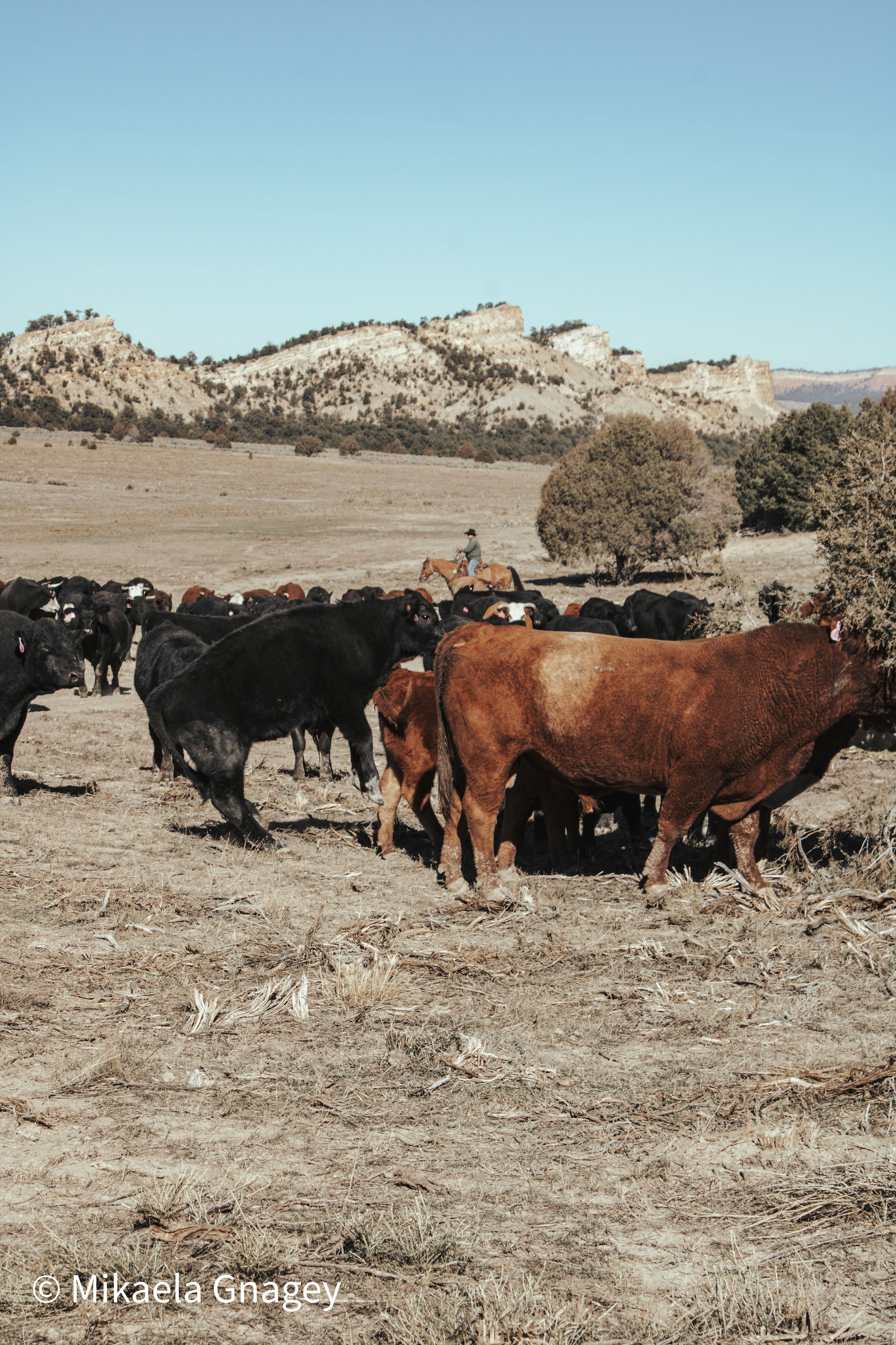 Jacquez Ranch gallery 6