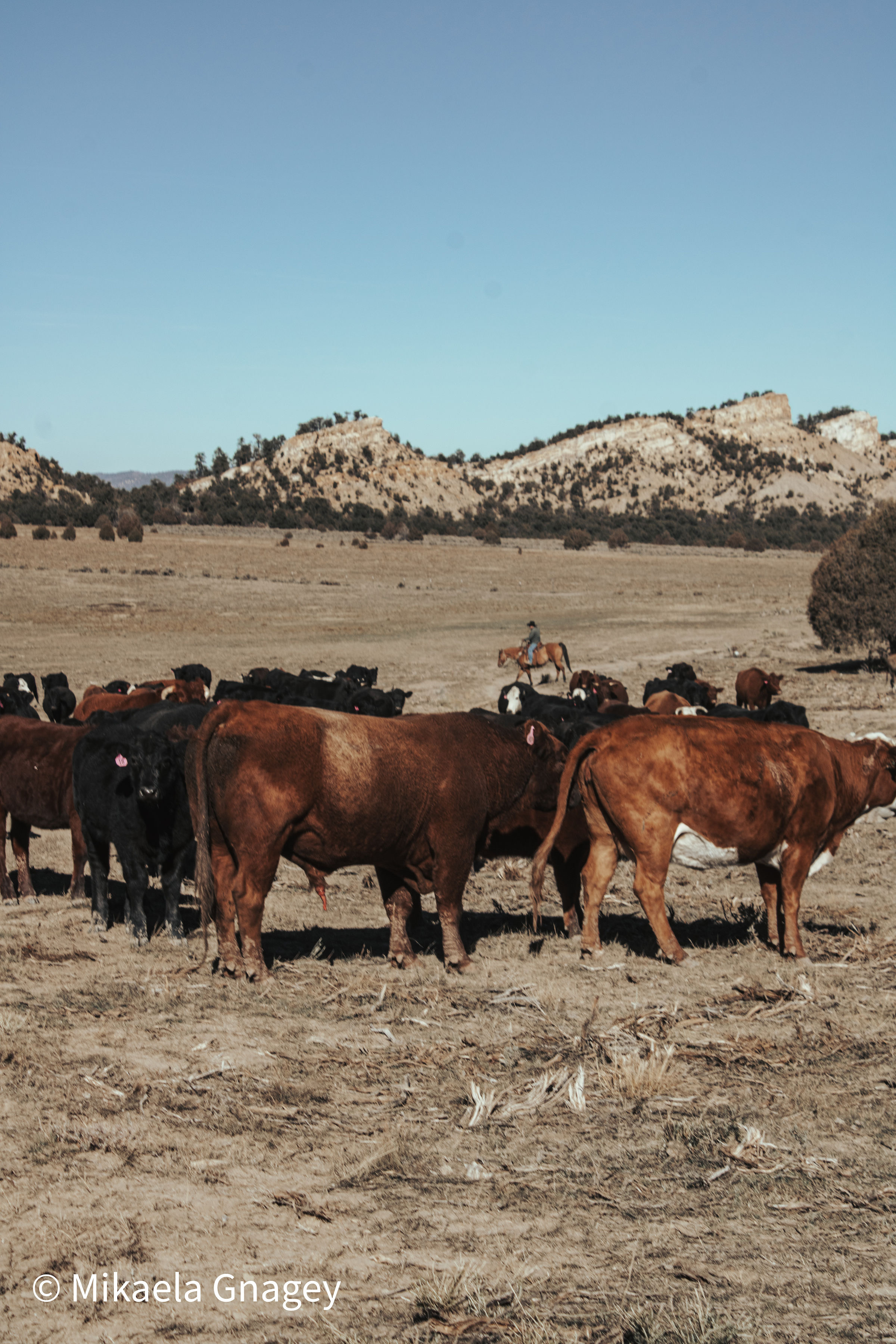 Jacquez Ranch gallery 7