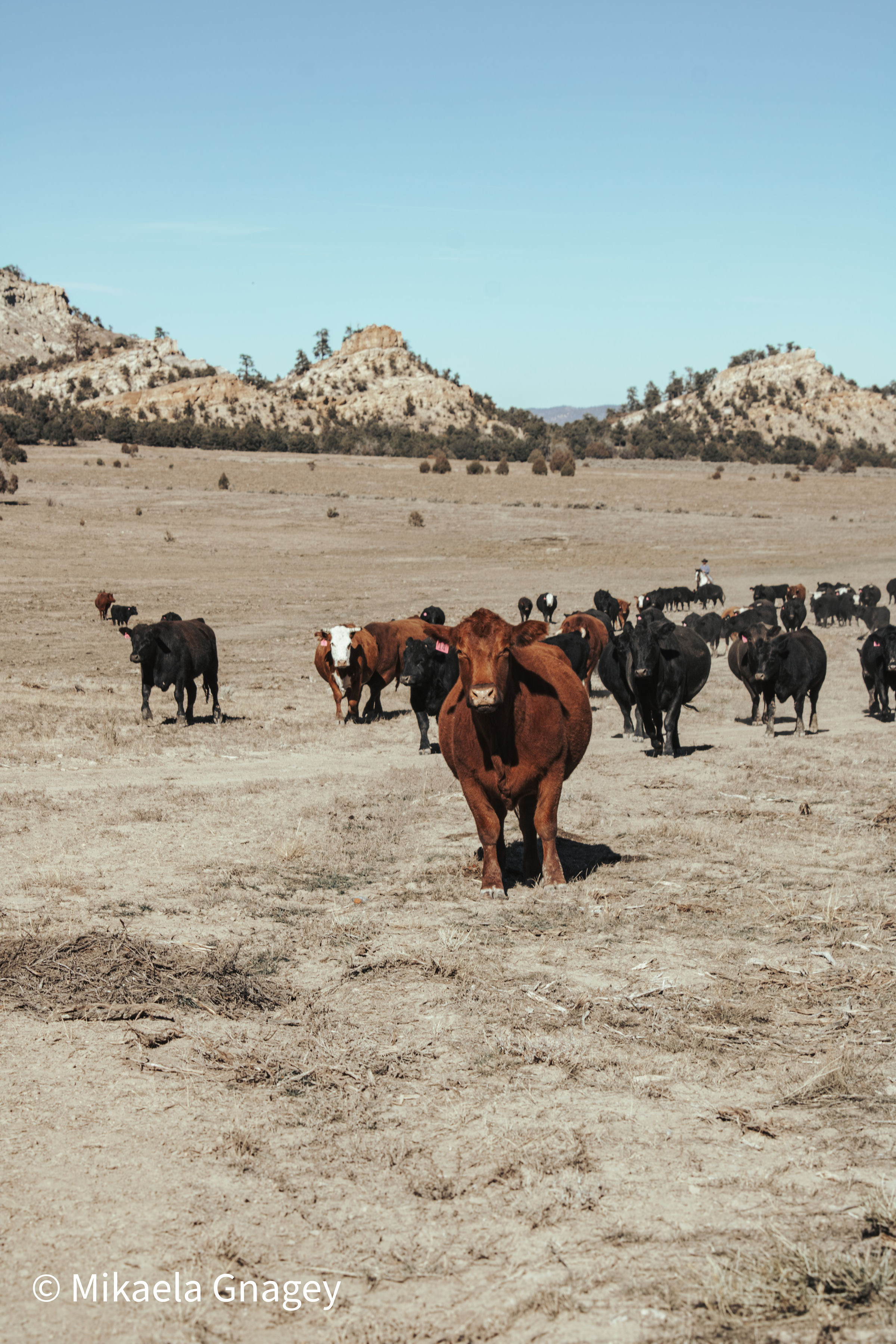 Jacquez Ranch gallery 8